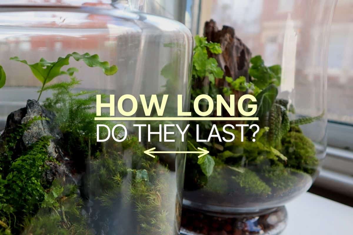 What is the lifespan of a terrarium?
