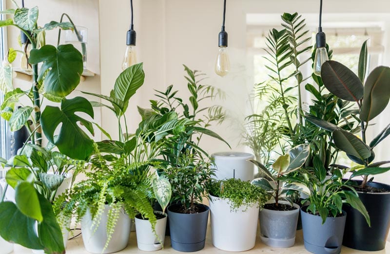 Which plants are best for gifting?