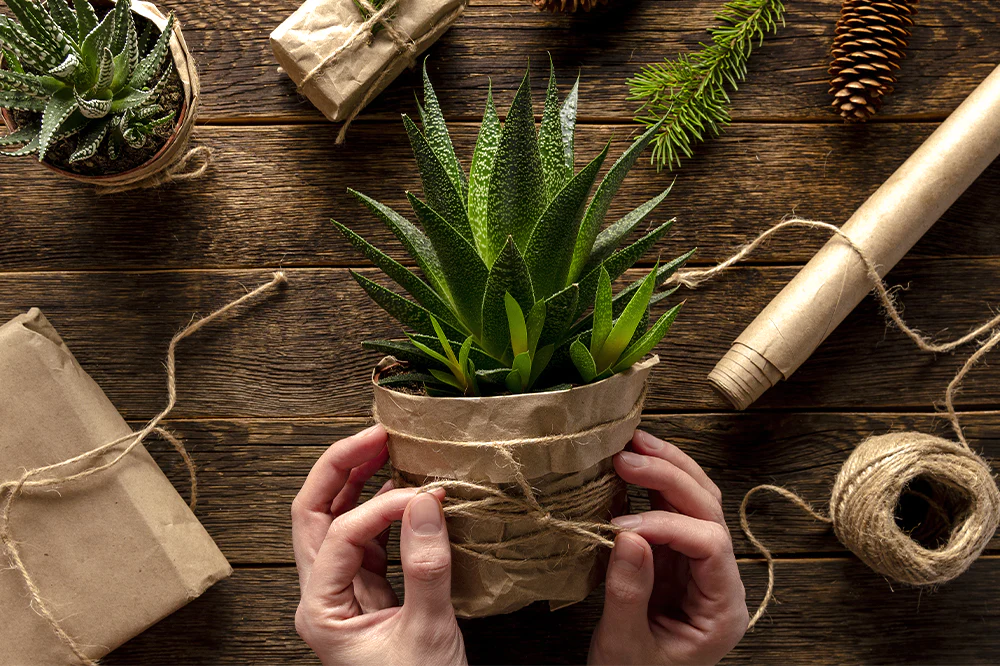 How do you present a plant as a gift?